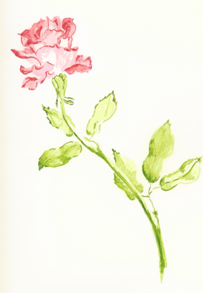 Dessin de rose, la rose universelle